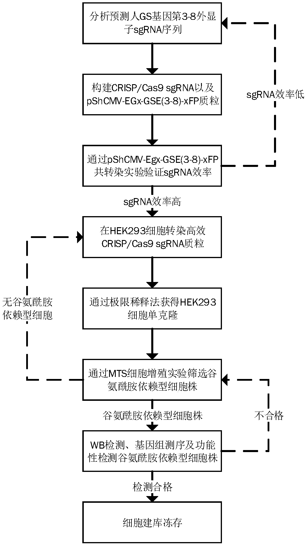 Method for screening glutamine synthetase-deficient HEK293 cell line