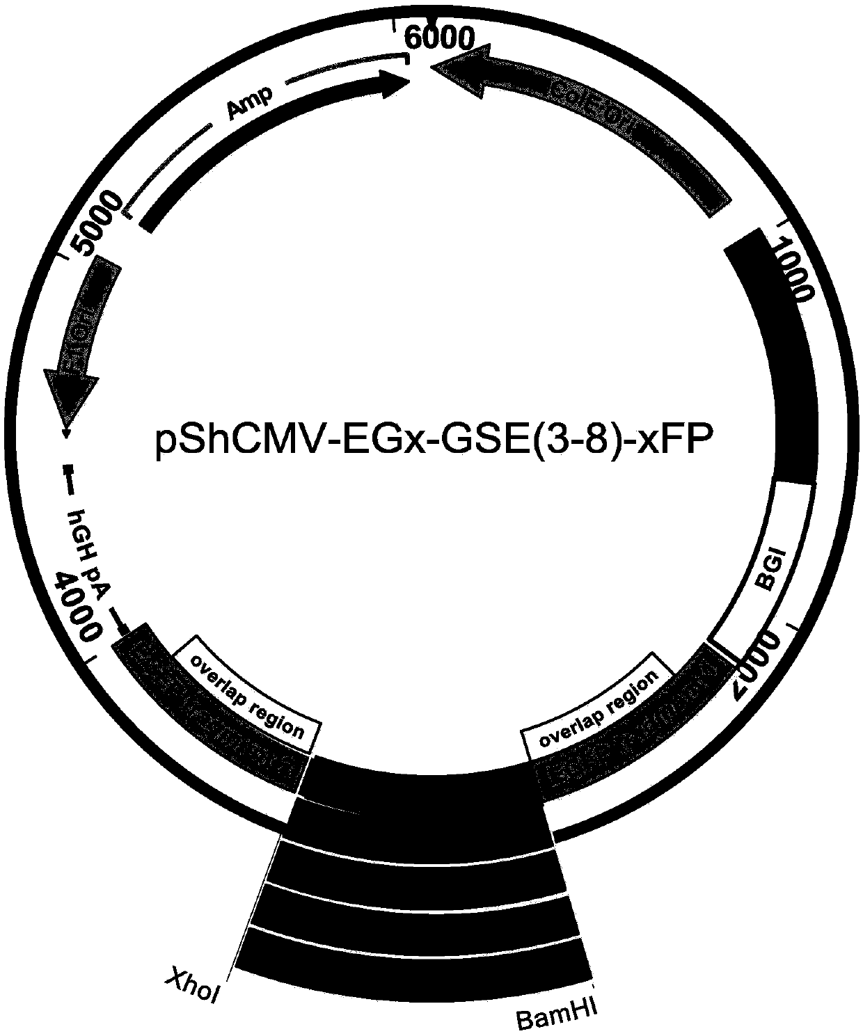 Method for screening glutamine synthetase-deficient HEK293 cell line