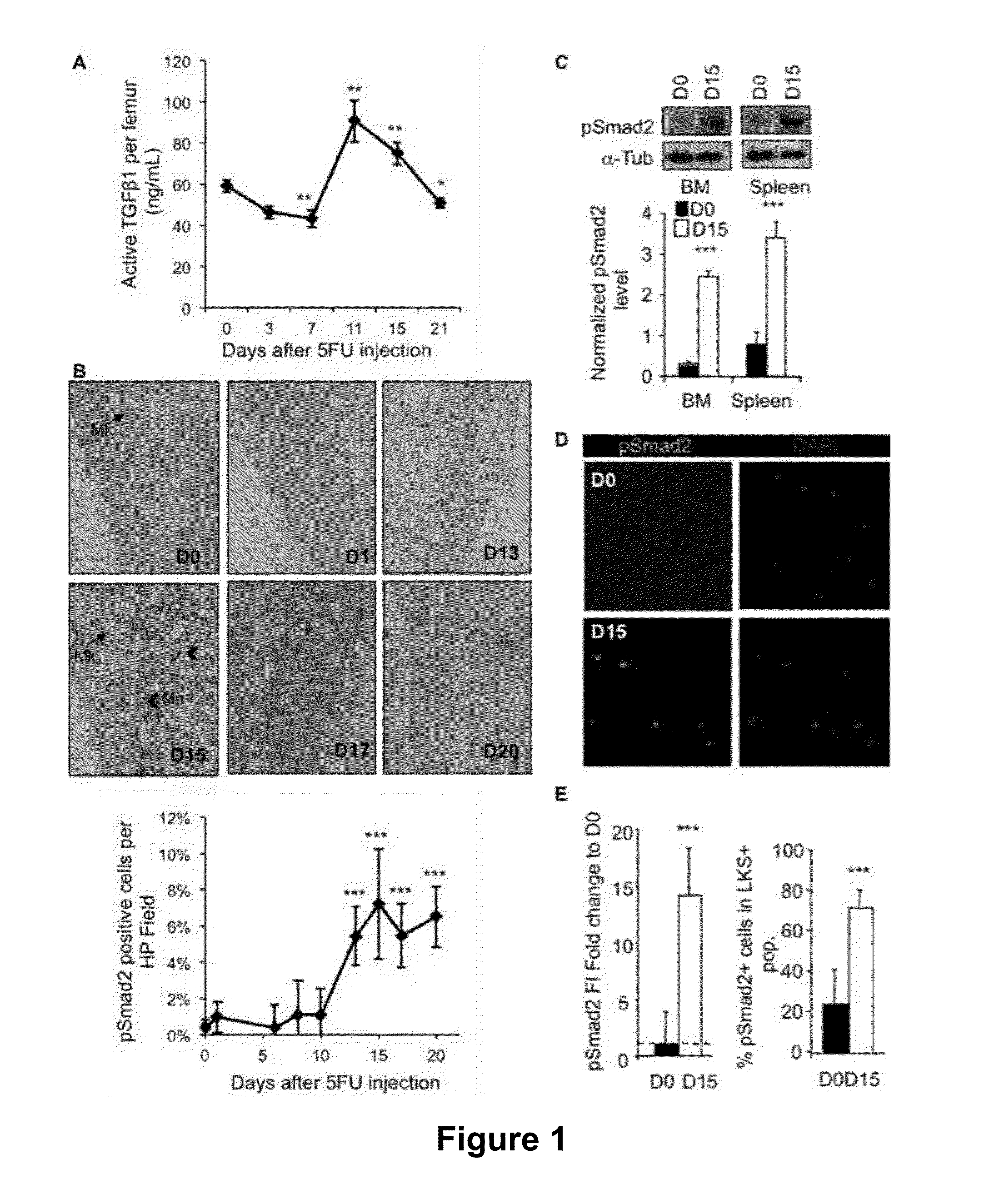 Methods for stimulating hematopoietic recovery by inhibiting TGF beta signaling