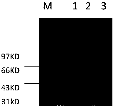 High-immobilization-tendency heparinase I coding gene and protein thereof