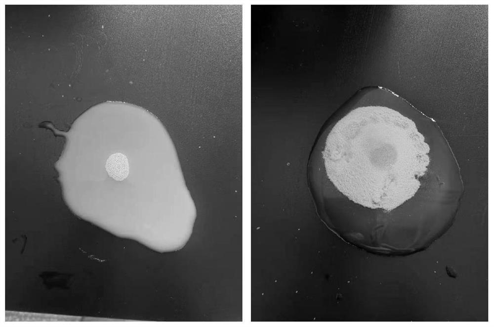 Crosslinked vinyl acetate-acrylic block copolymer emulsion type dust suppressant and preparation method thereof