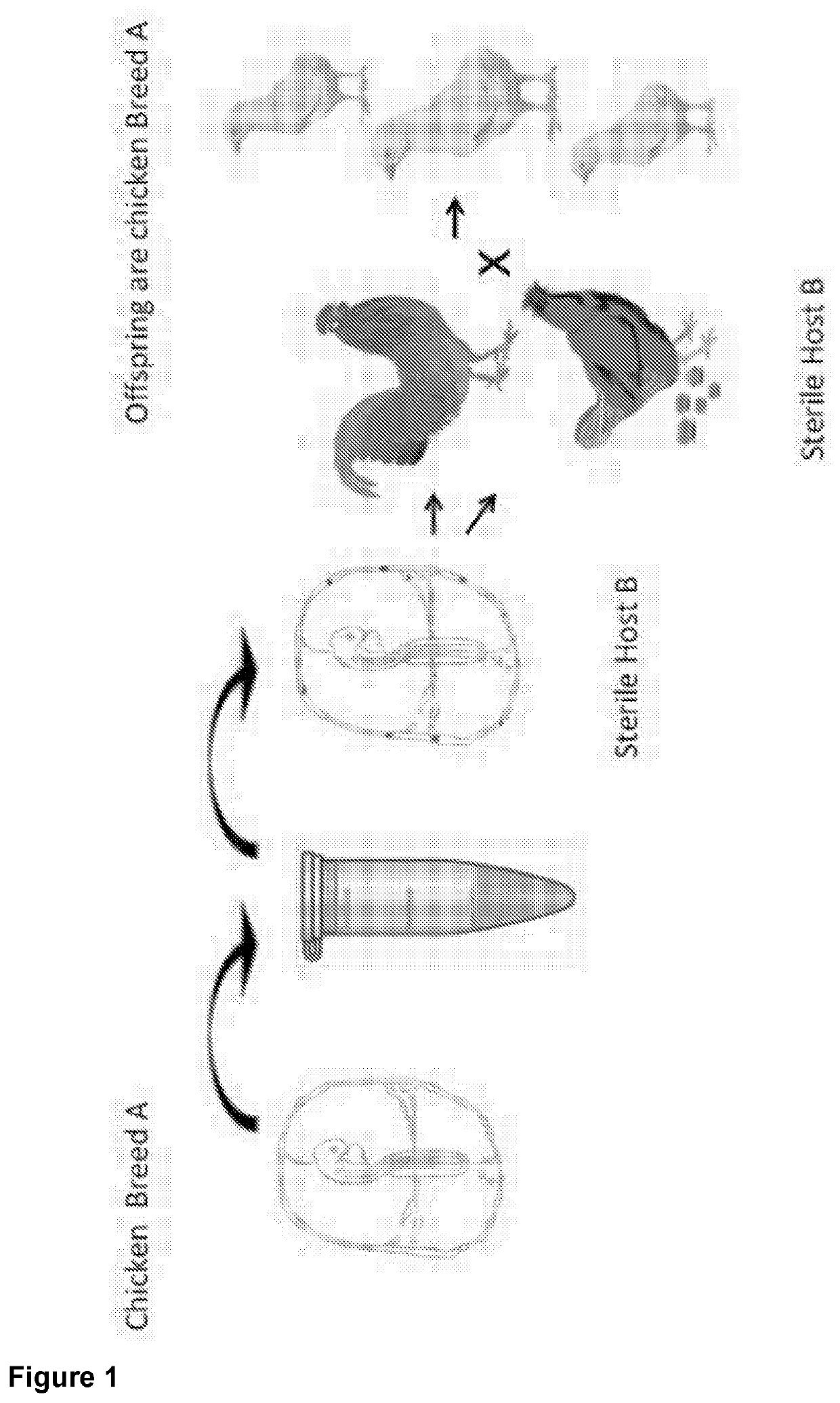 Genetically modified sterile avians and method for the reconstitution thereof