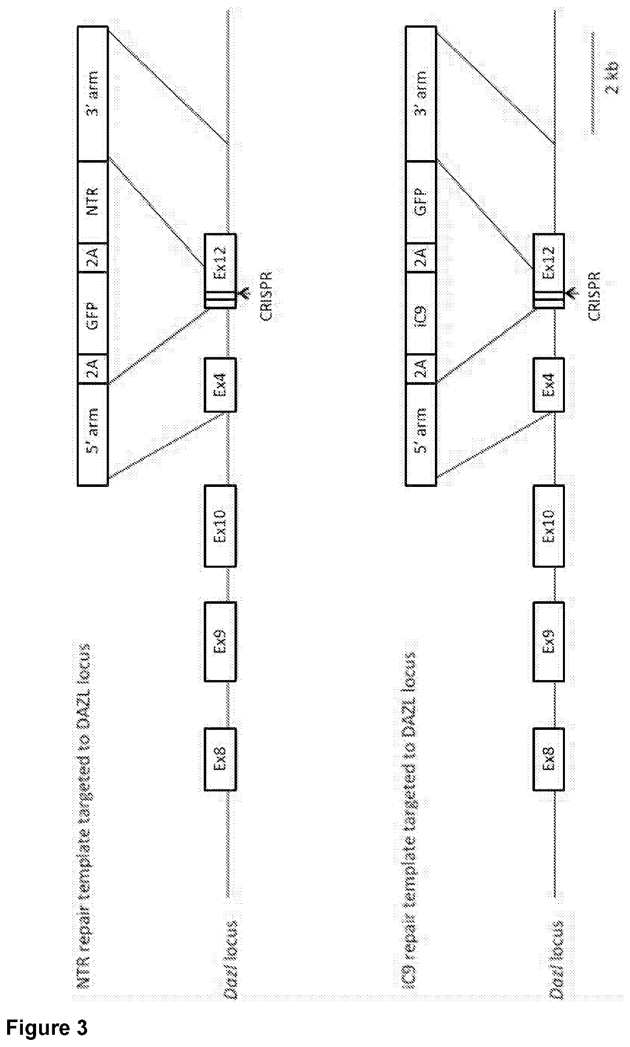 Genetically modified sterile avians and method for the reconstitution thereof