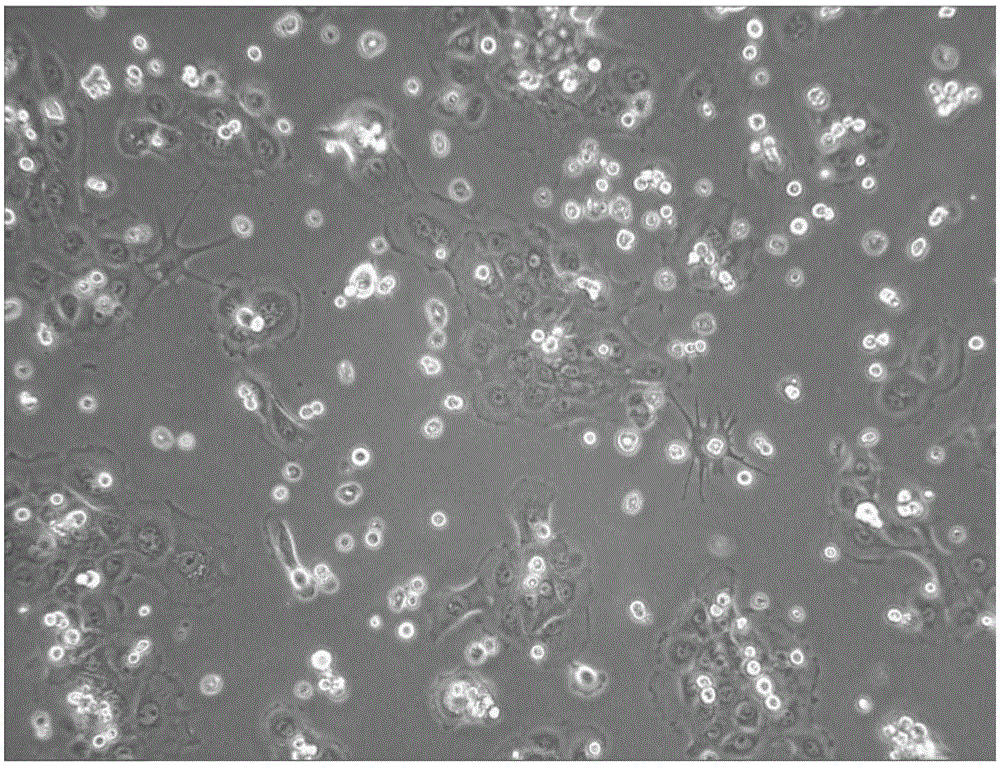 Melanocyte culture method