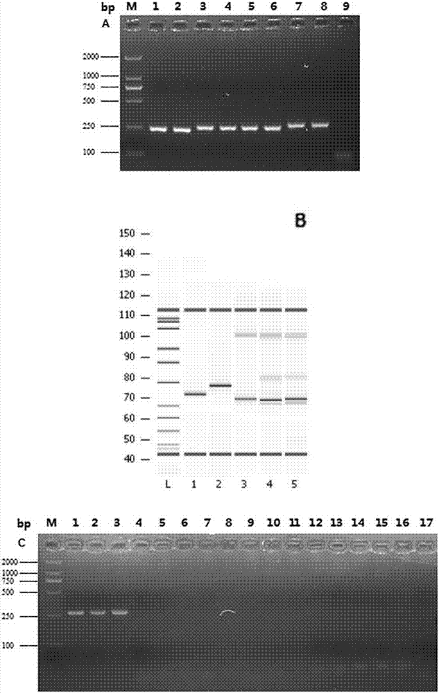 Method for detecting food-borne pathogenic bacteria based on nucleic acid chromatography biosensing technology