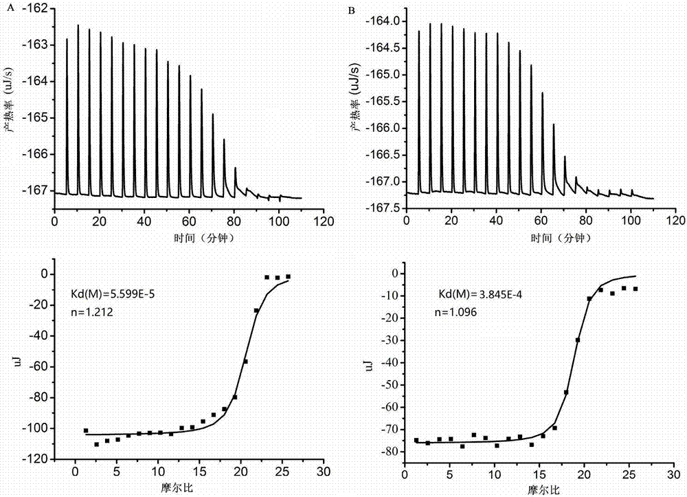 Method for detecting food-borne pathogenic bacteria based on nucleic acid chromatography biosensing technology