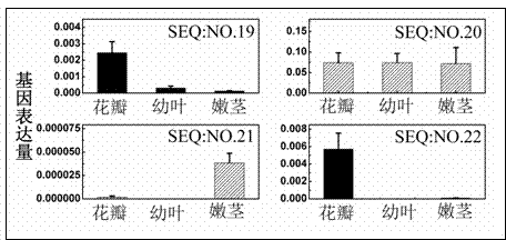 MYB transcription factor implicated in anthocyanin biosynthesis regulation