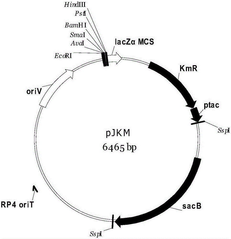 Gluconobacter gene traceless knockout system and application