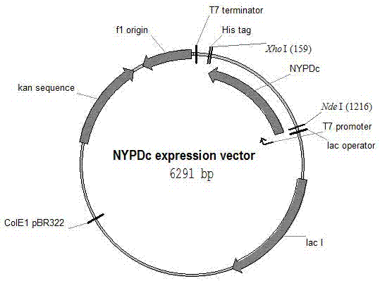 Method for synthesizing L-2-piperidinecarboxylic acid through whole-cell catalysis