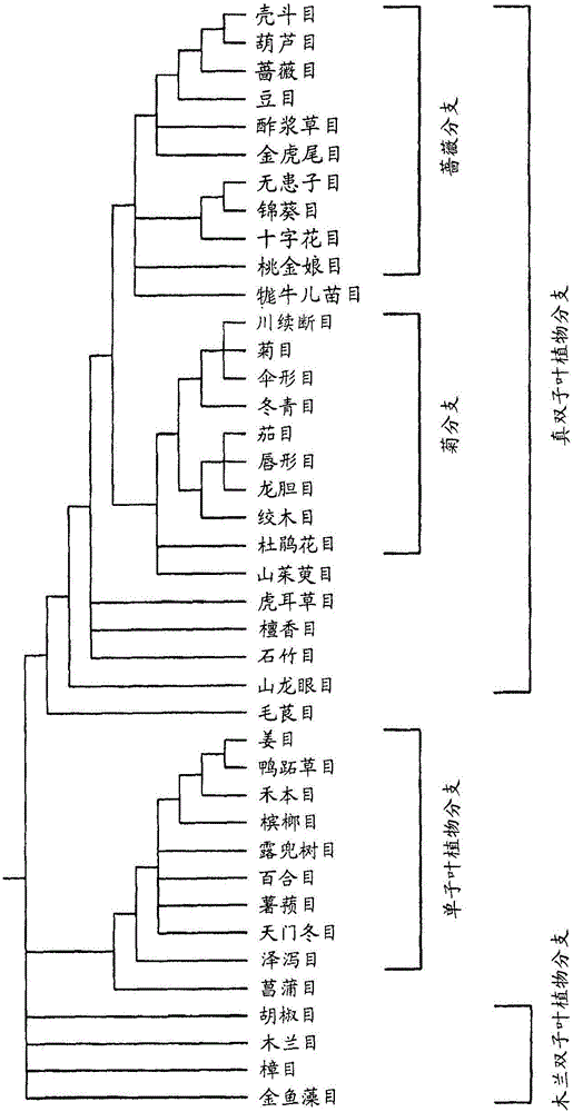 Improved transgenic plant yield and stress tolerance