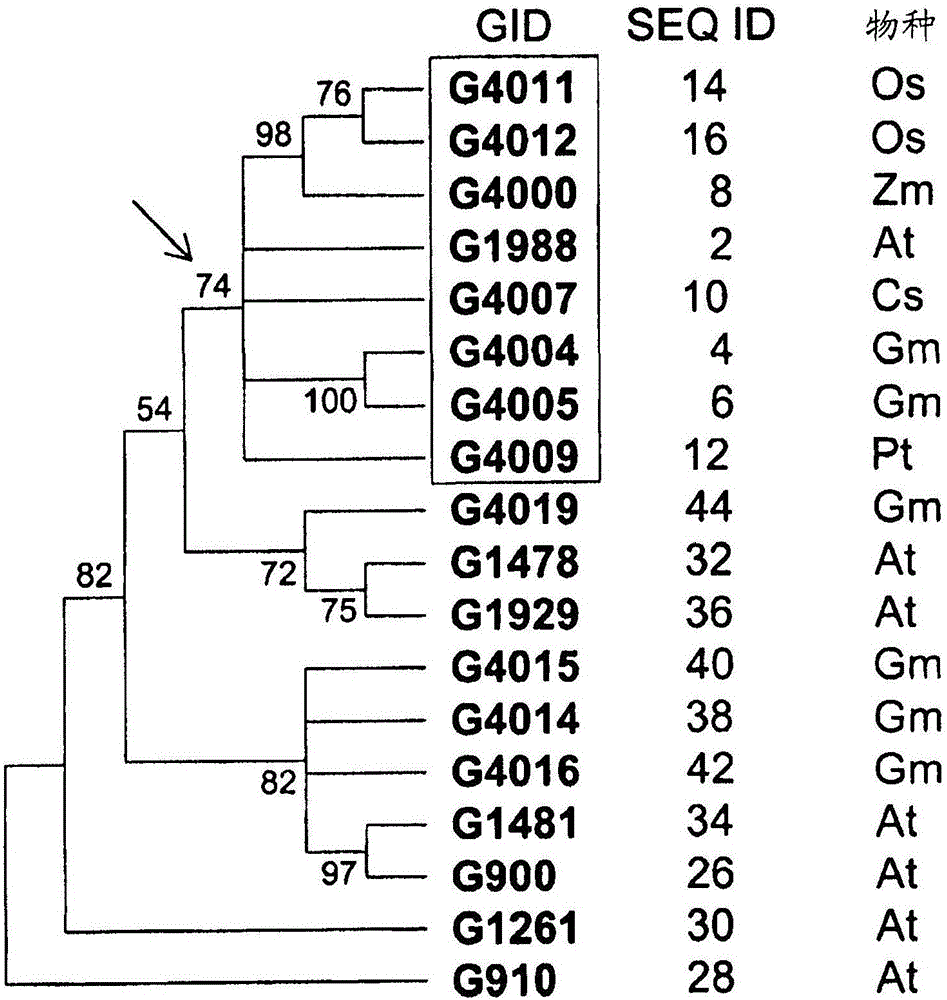 Improved transgenic plant yield and stress tolerance