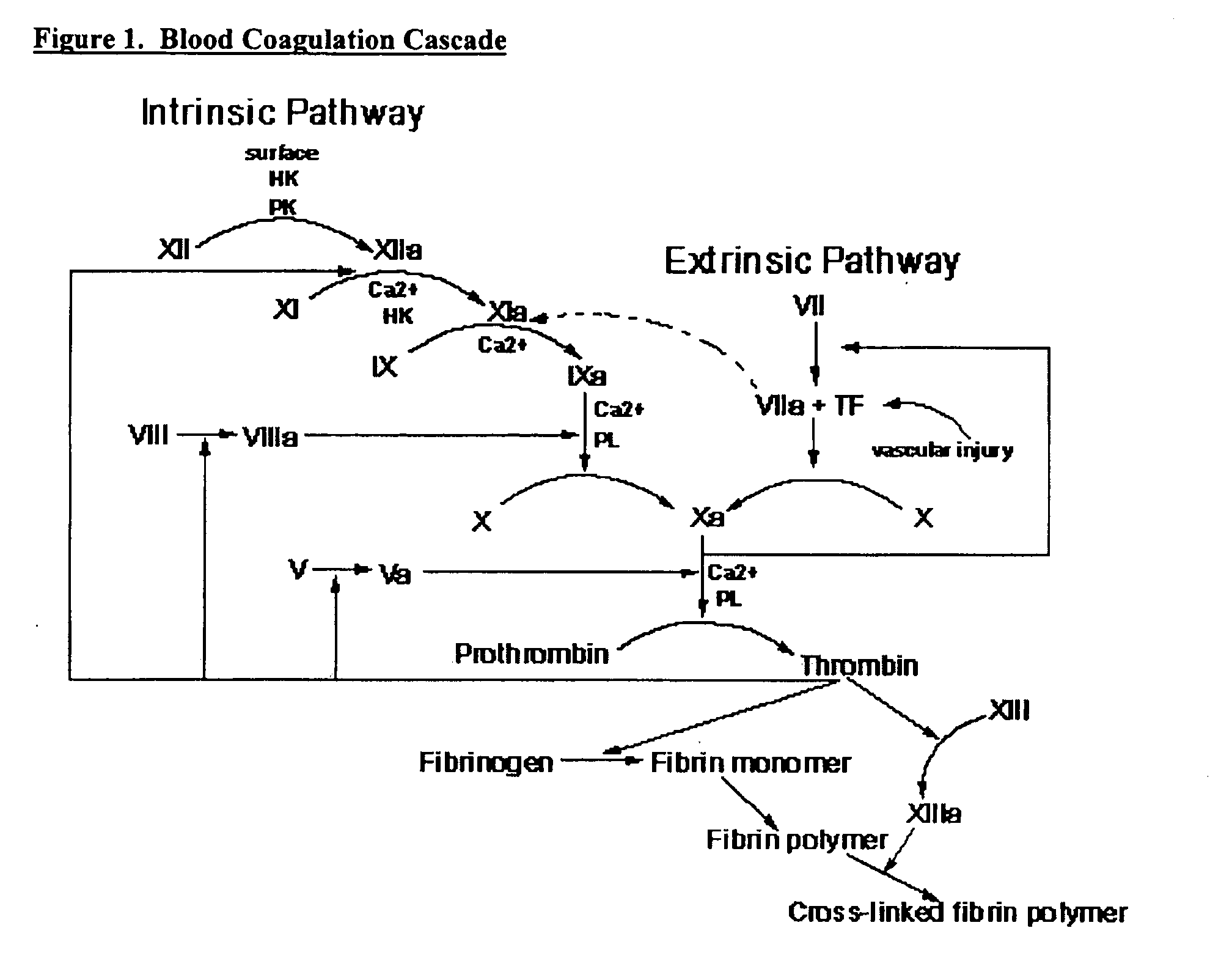 Compositions and methods for treating excessive bleeding