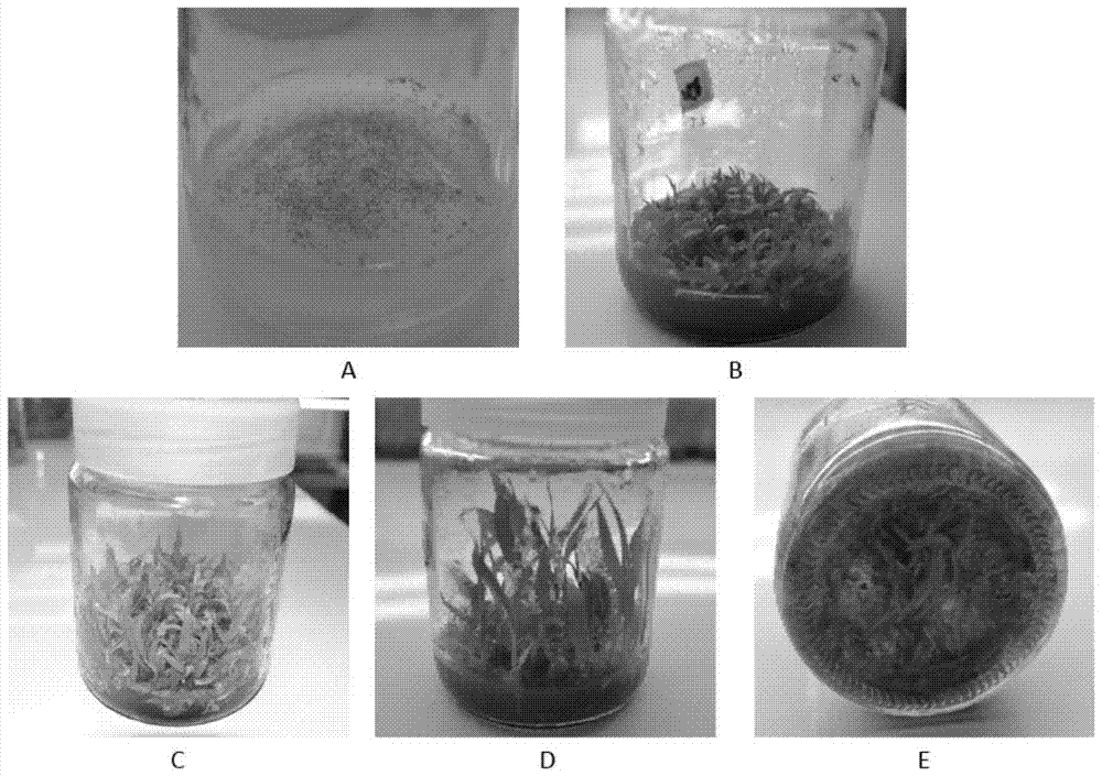 A kind of bletilla striata tissue culture rapid propagation medium