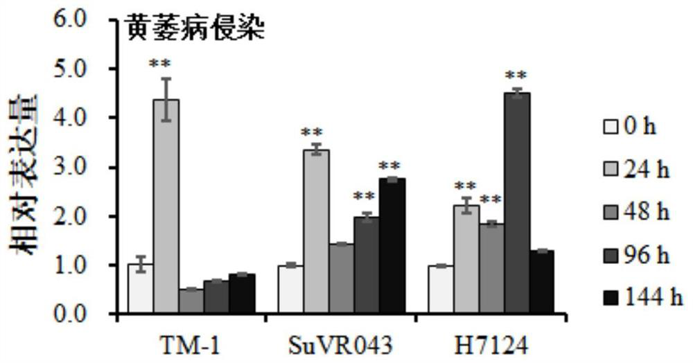 Sea island cotton GbCYP72A2 gene as well as encoding protein and application thereof