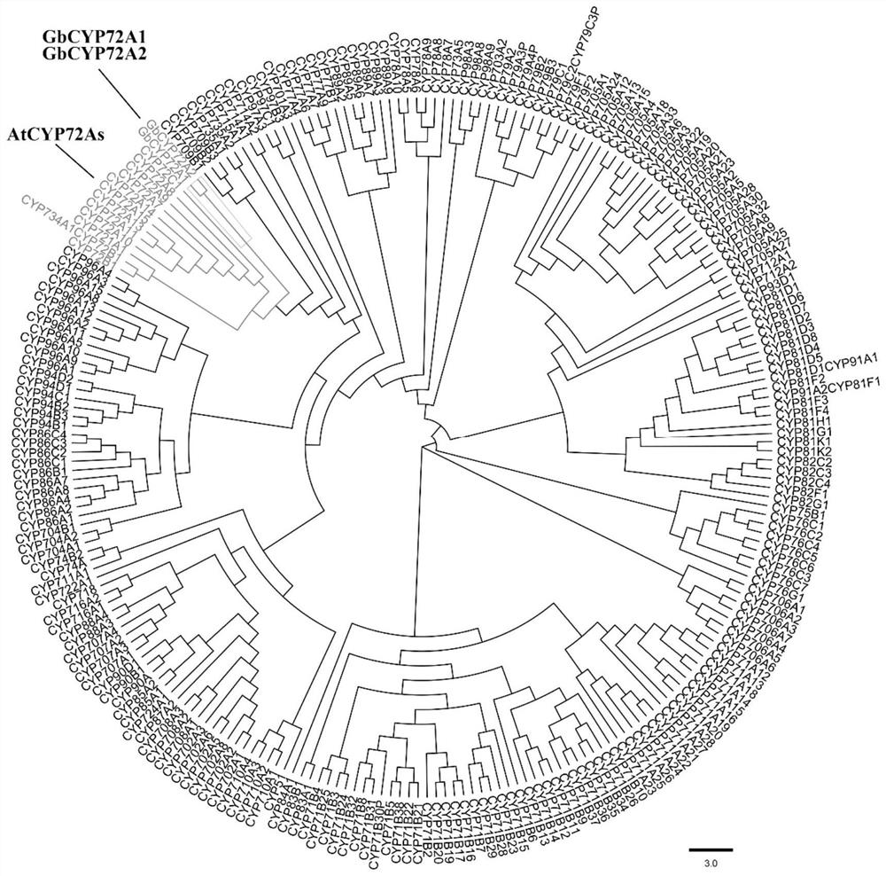 Sea island cotton GbCYP72A2 gene as well as encoding protein and application thereof