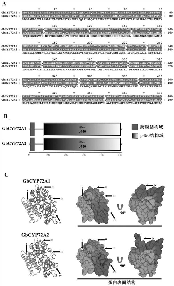 Sea island cotton GbCYP72A2 gene as well as encoding protein and application thereof