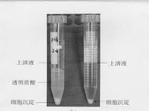 Preparation method of hyaluronic acid