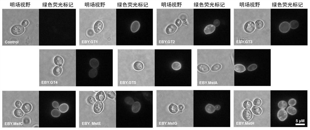 Glucose transporters and their use in enhancing organic acid production