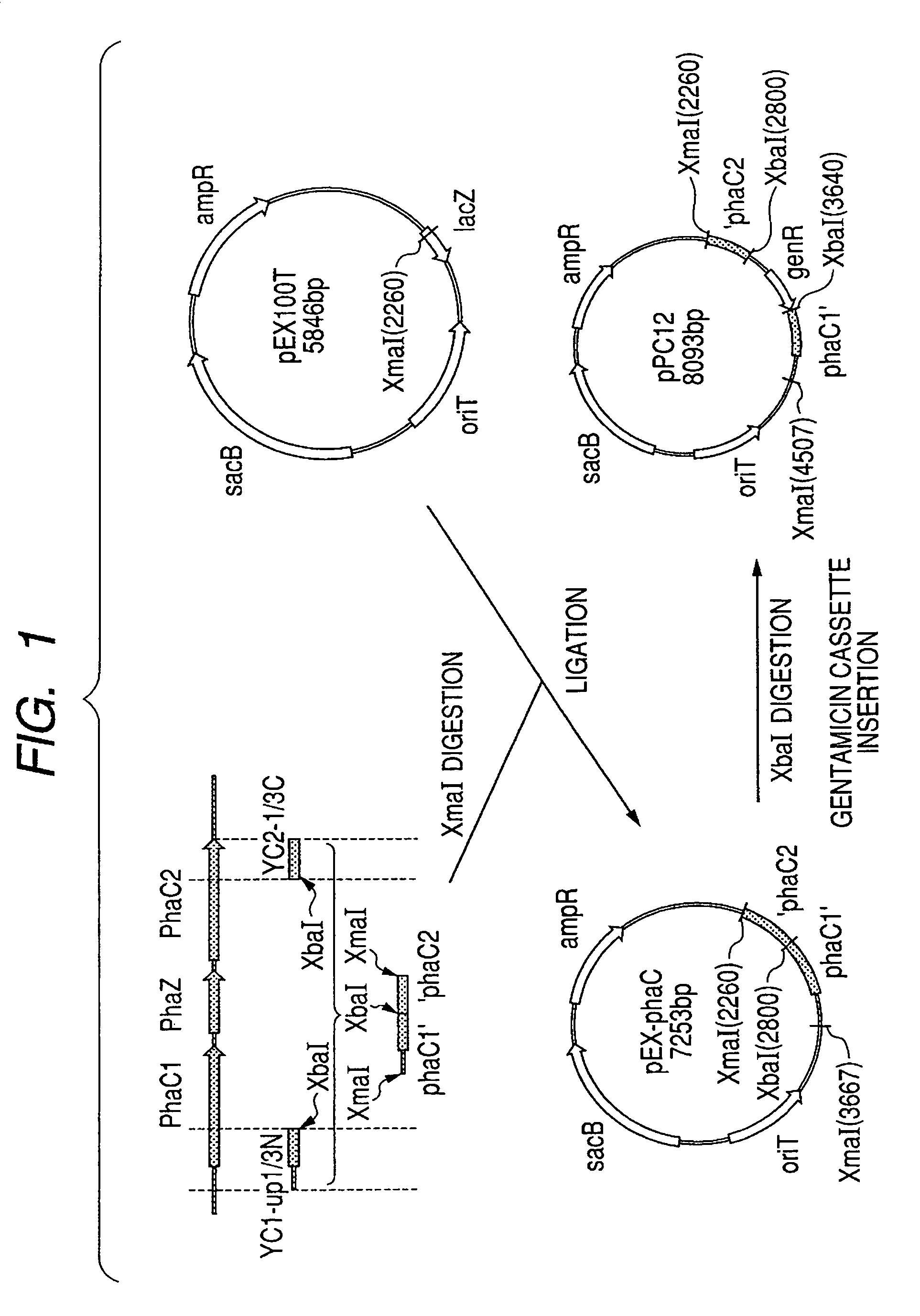 Isogenic strain line of bacterium for producing polyhydroxyalkanoate in which polyhydroxyalkanoate synthase gene is disrupted and method for producing polyhydroxyalkanoate using the same