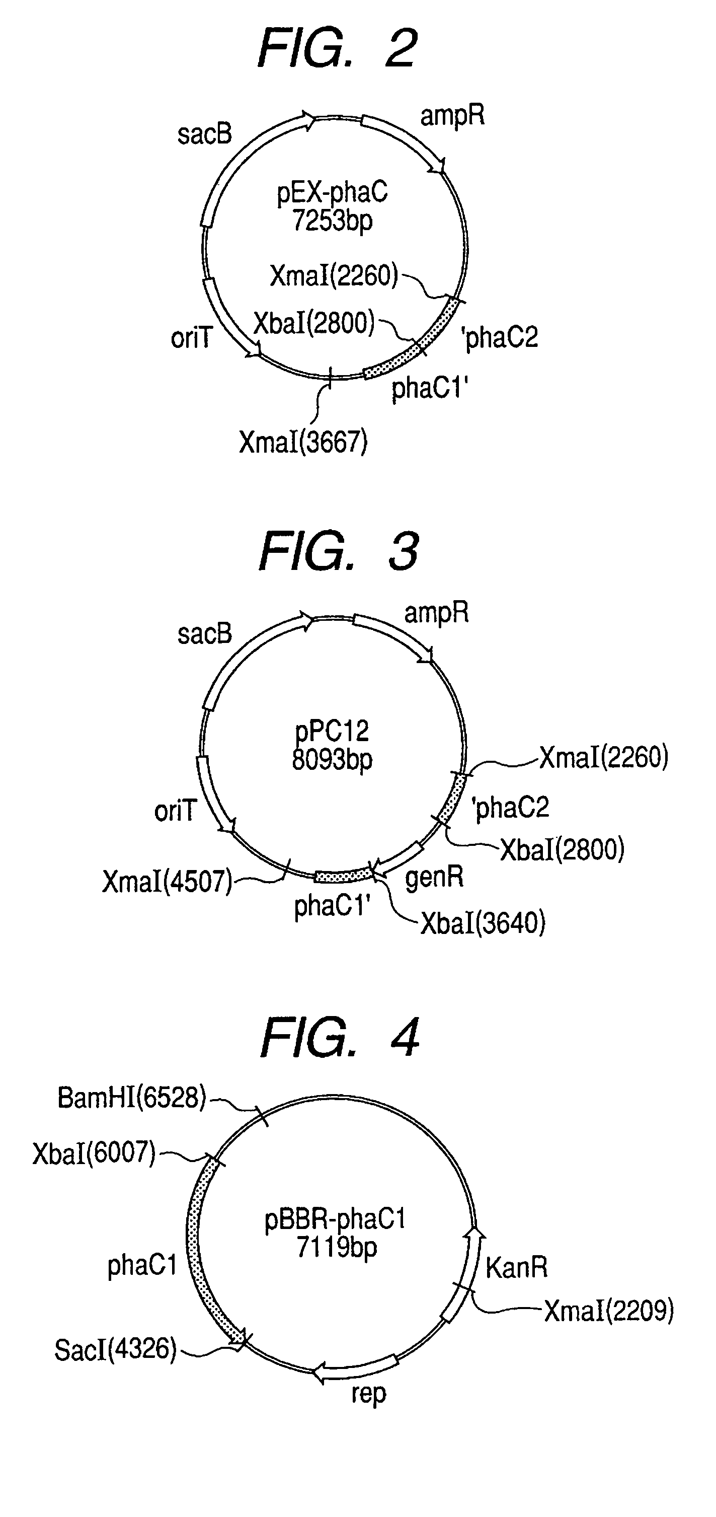 Isogenic strain line of bacterium for producing polyhydroxyalkanoate in which polyhydroxyalkanoate synthase gene is disrupted and method for producing polyhydroxyalkanoate using the same