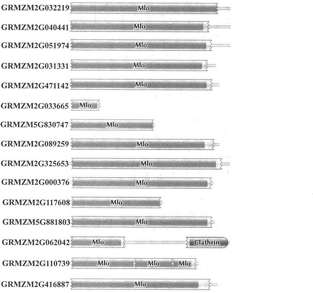 Rapid identification of corn powdery mildew resistant genes