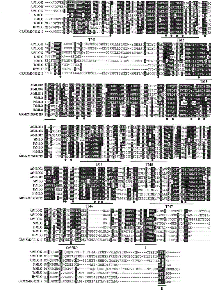 Rapid identification of corn powdery mildew resistant genes