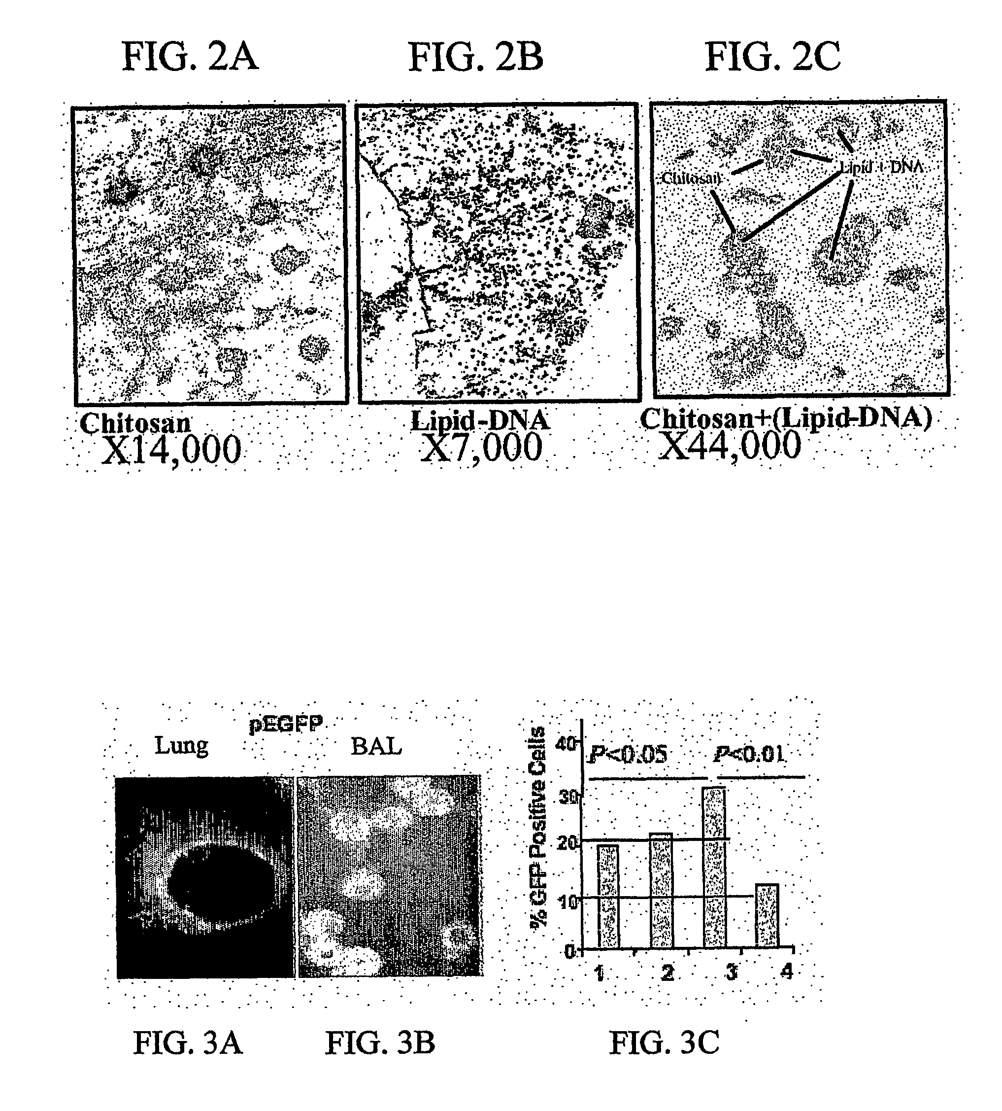 Chitosan-microparticles for ifn gene delivery