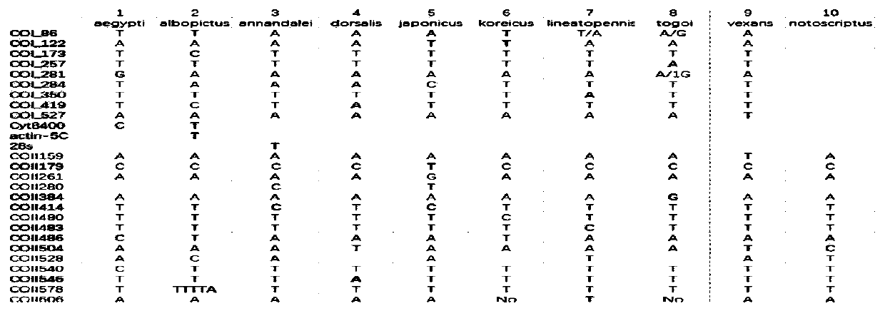 Method for identifying varieties of aedes based on PCR-MS (polymerase chain reaction-mass spectrum) scanning