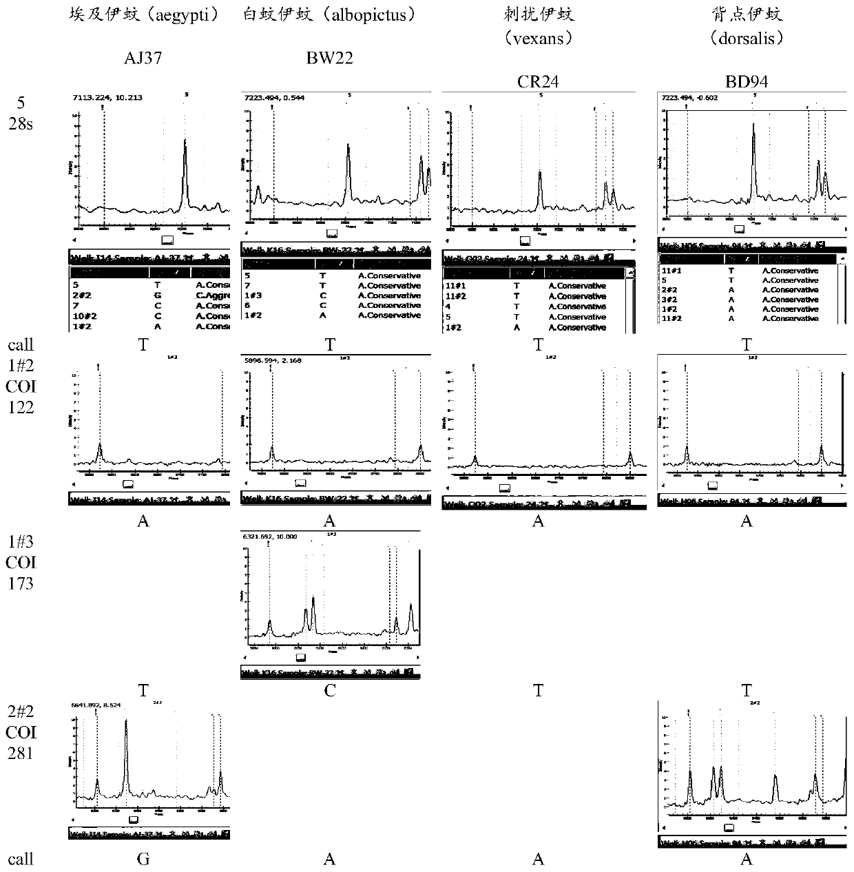 Method for identifying varieties of aedes based on PCR-MS (polymerase chain reaction-mass spectrum) scanning