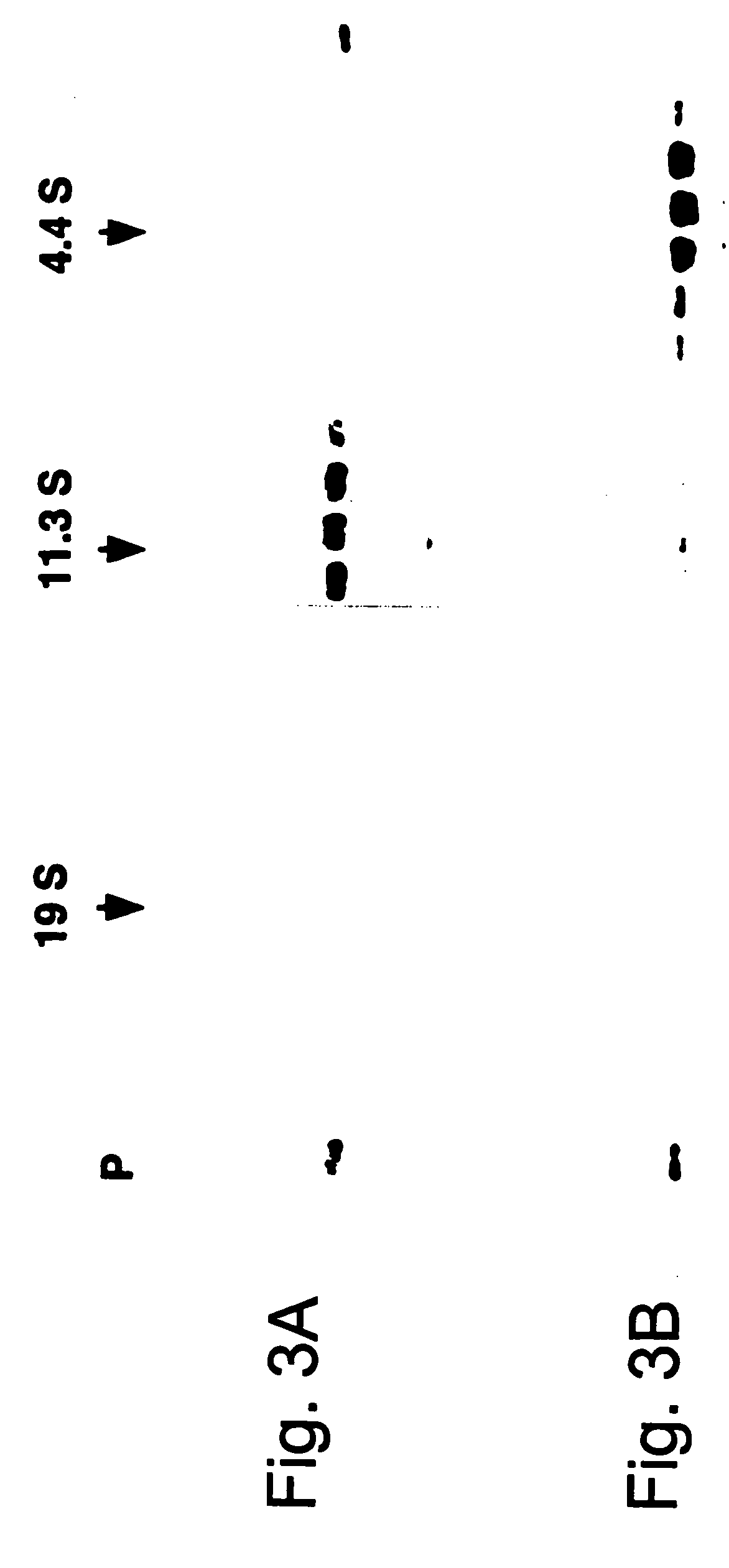 In vitro method for disassmbly/reassembly of papillomavirus virus-like particles (VLPs). Homogeneous VLP and cavsomere compositions produced by said methods: use thereof as vehicle for improved purification, and delivery of active agents