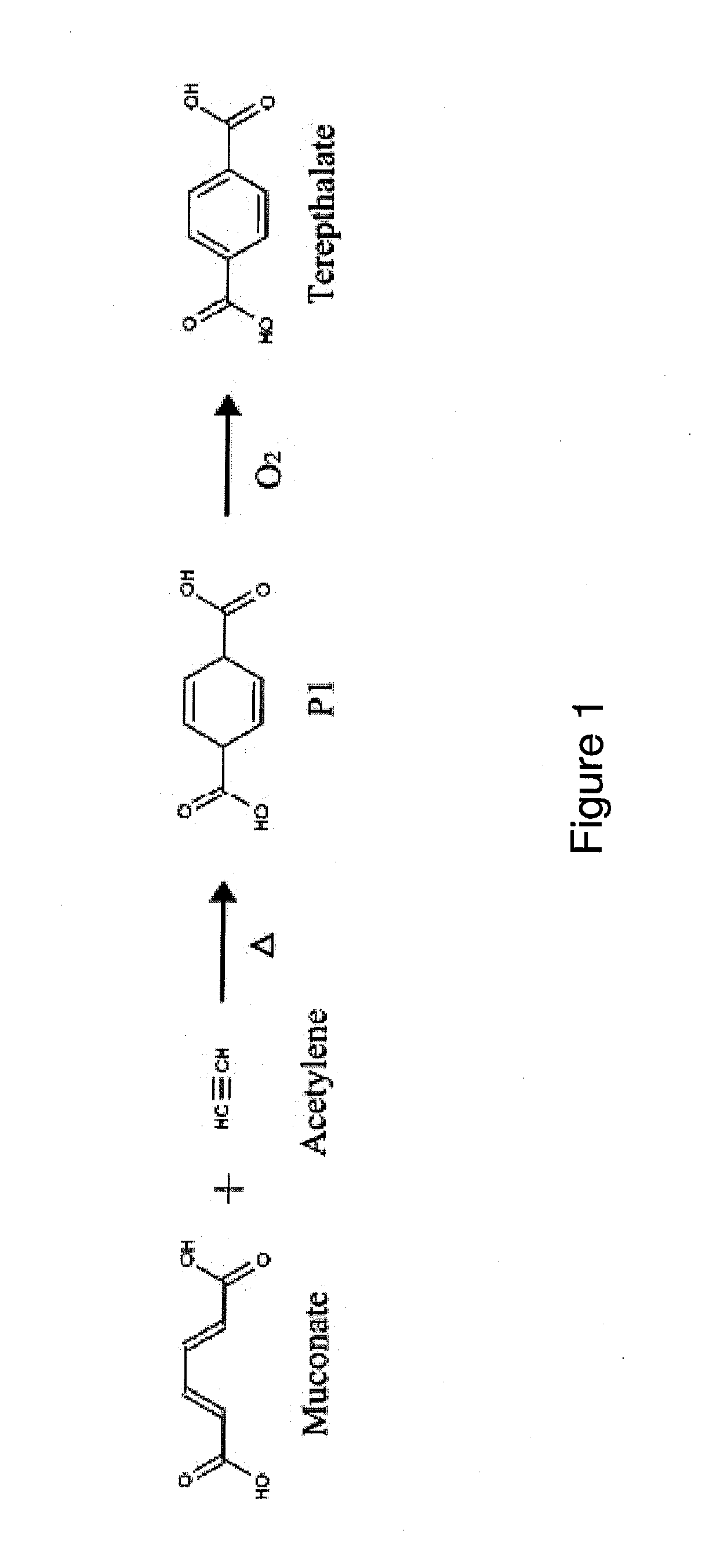 Semi-synthetic terephthalic acid via microorganisms that produce muconic acid