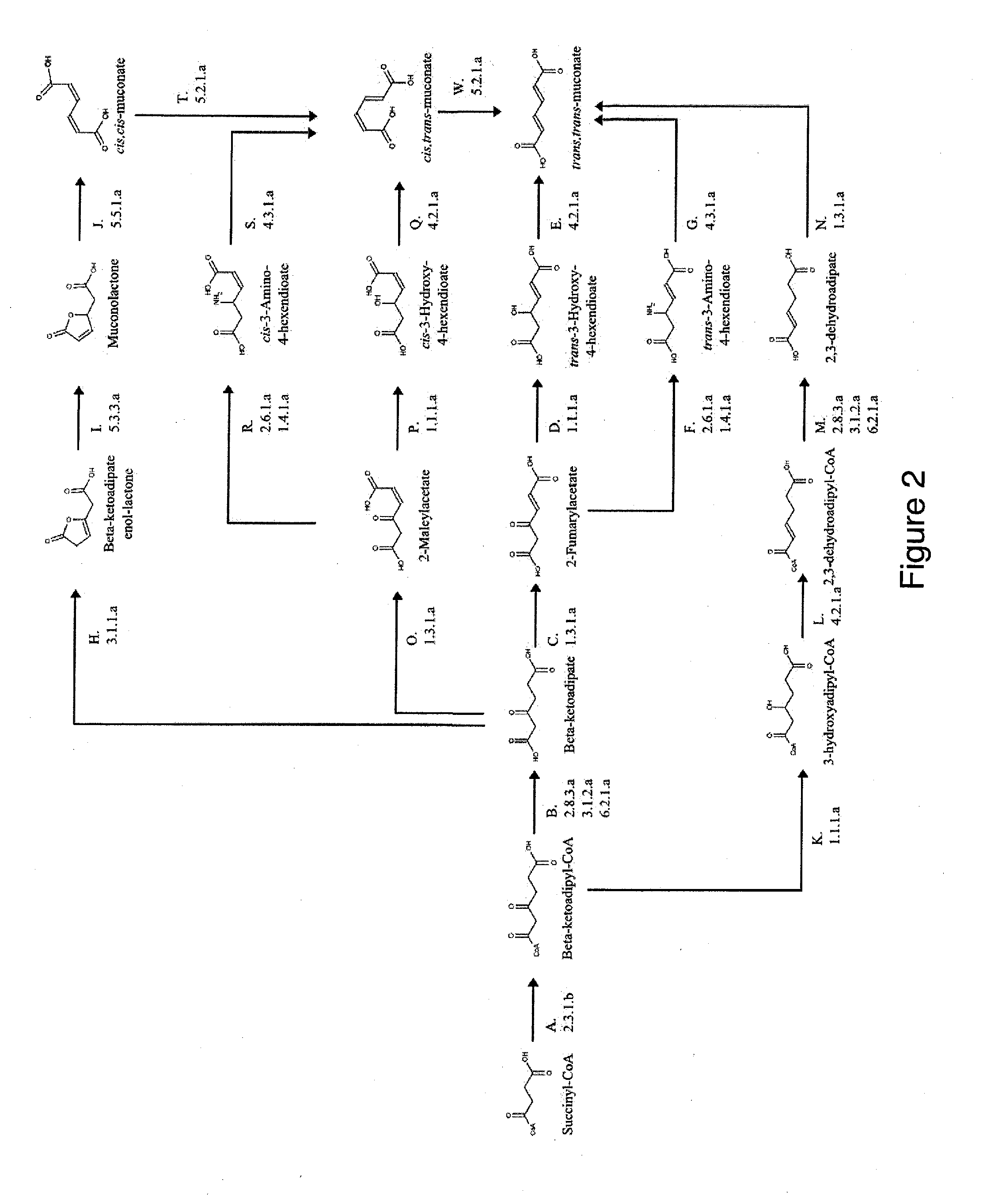 Semi-synthetic terephthalic acid via microorganisms that produce muconic acid