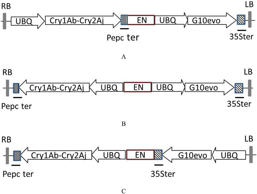 Method for enhancing exogenous gene expression