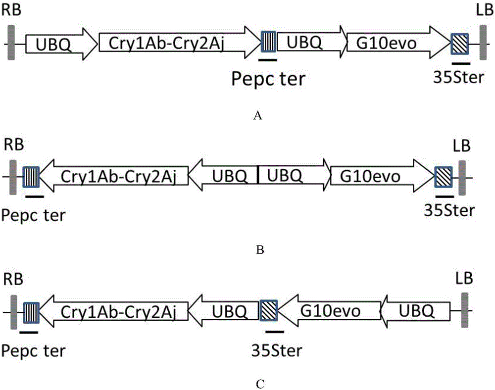 Method for enhancing exogenous gene expression