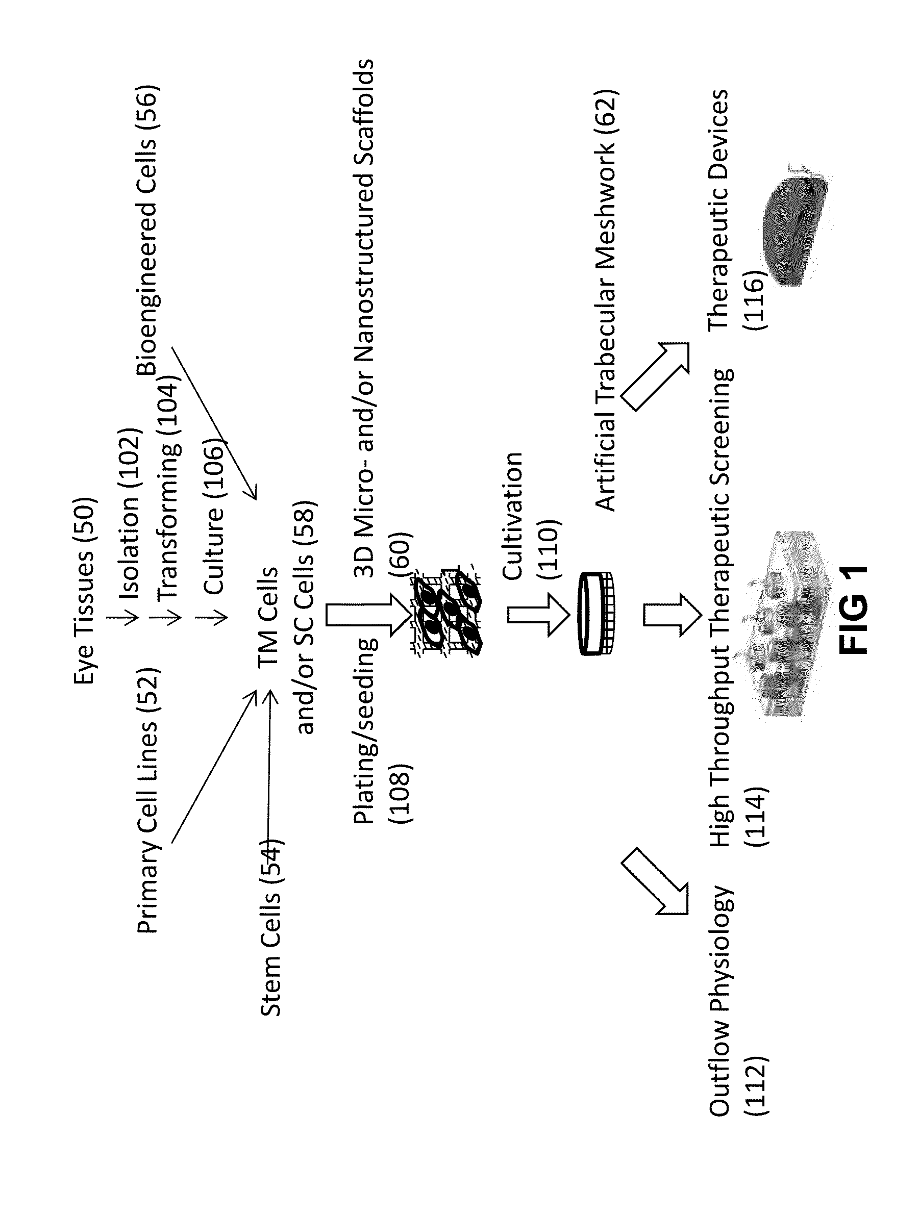 Bioengineered human trabecular meshwork for biological applications