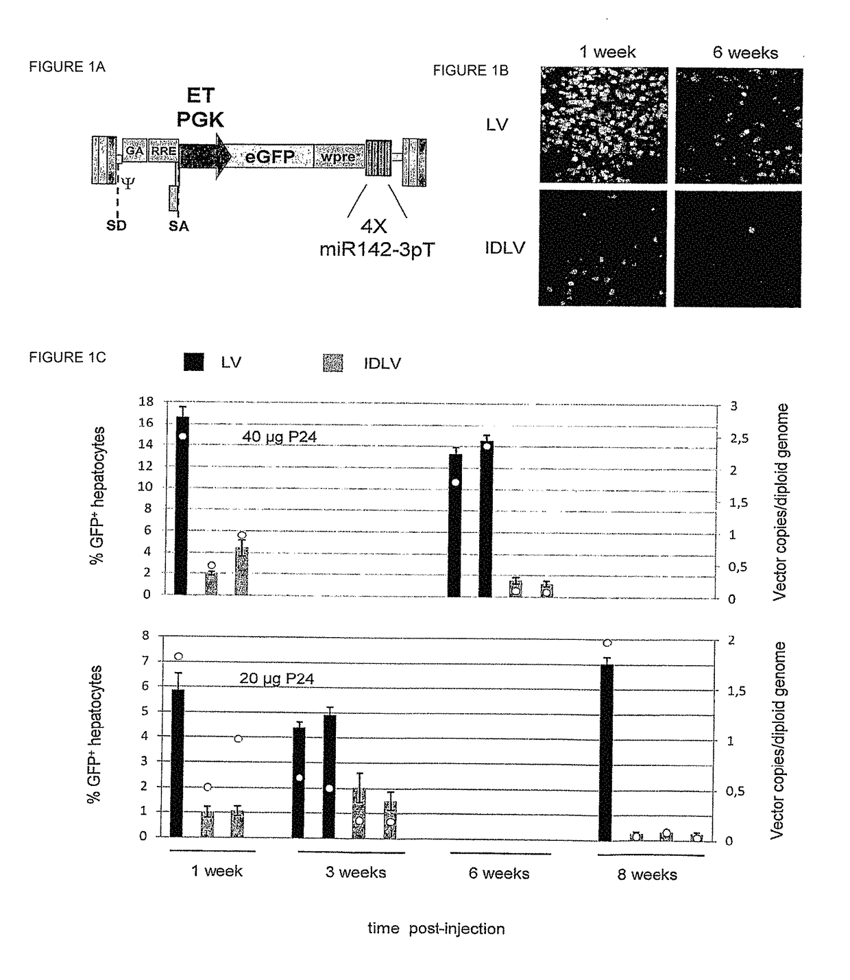 Gene vector for inducing transgene-specific immune tolerance