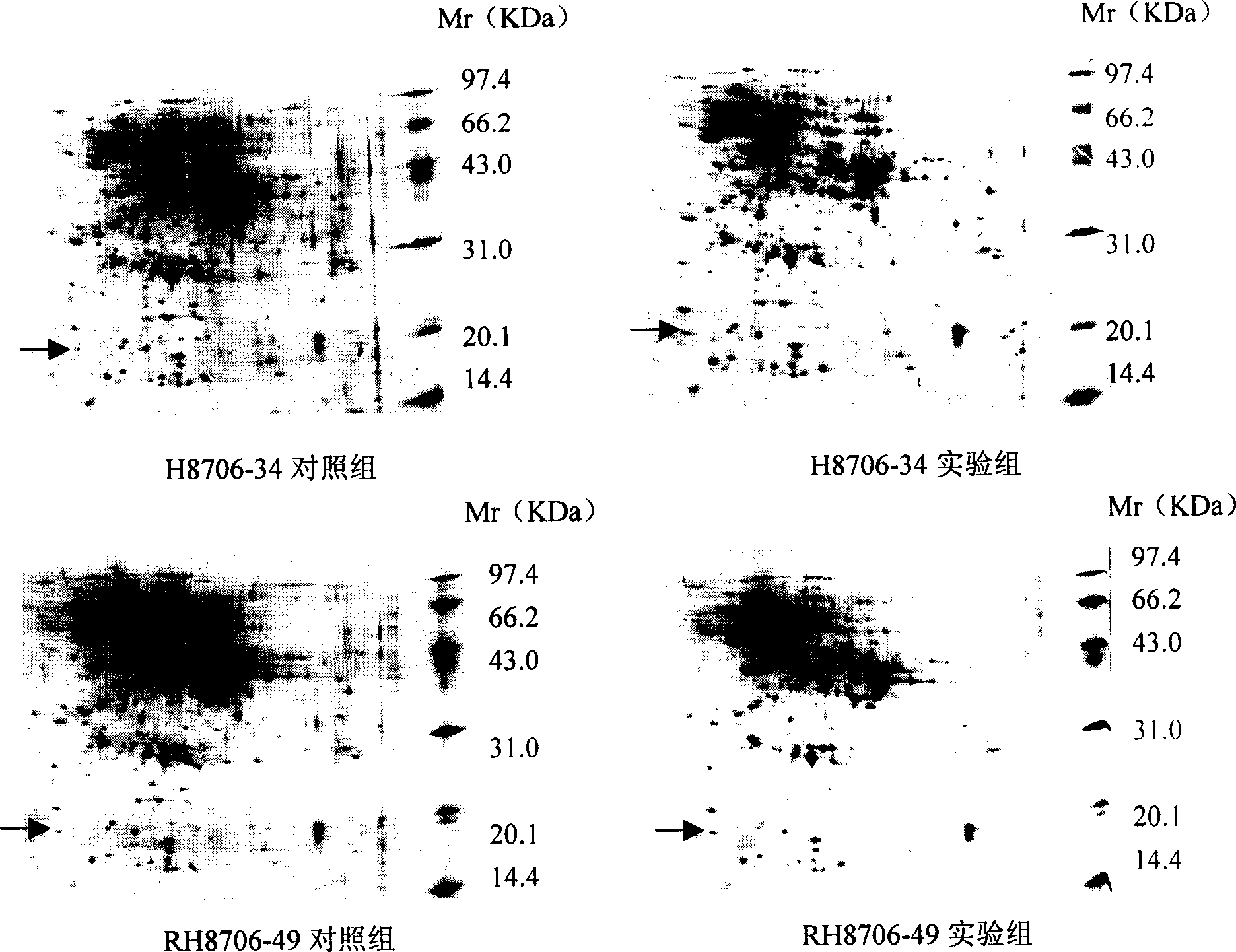 Salt-resistant gene in wheat