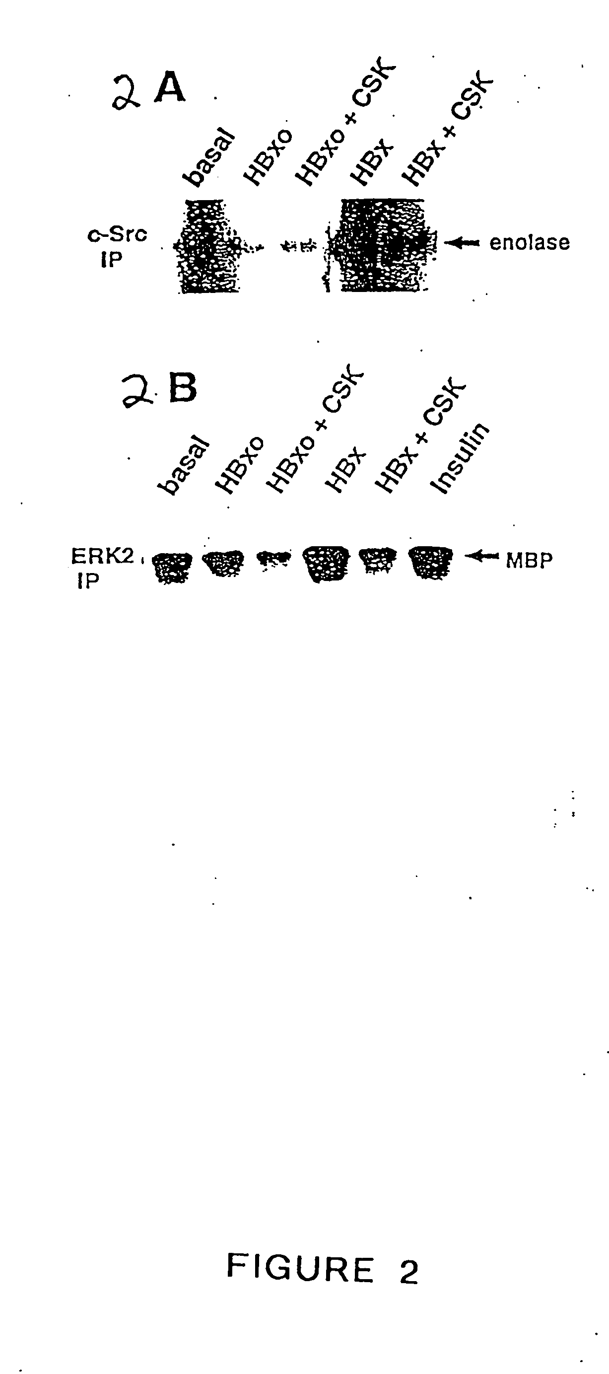 Inhibition of the SRC kinase family pathway as a method of treating HBV infection and hepatocellular carcinoma