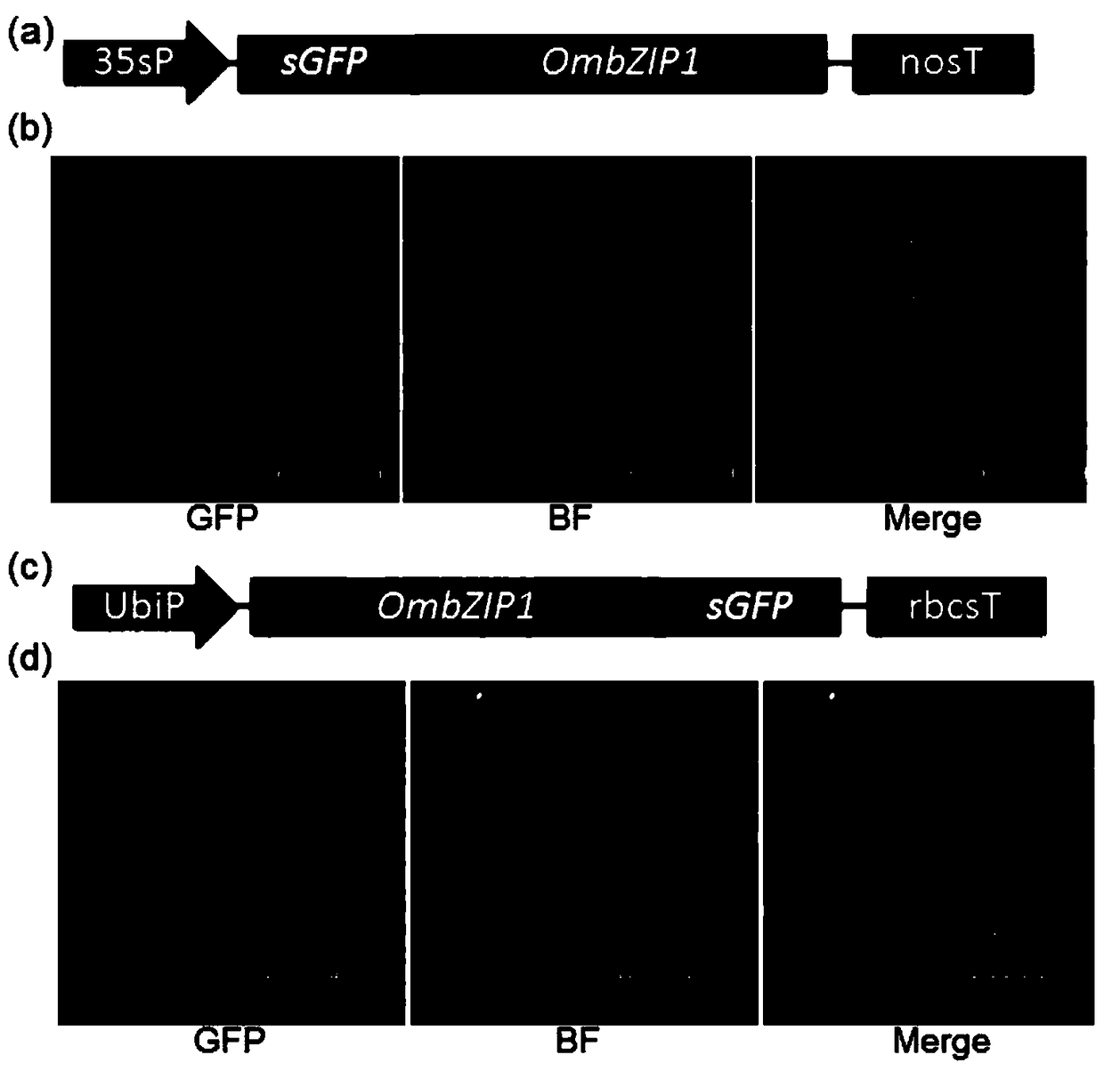 O. verruca bzip1 gene