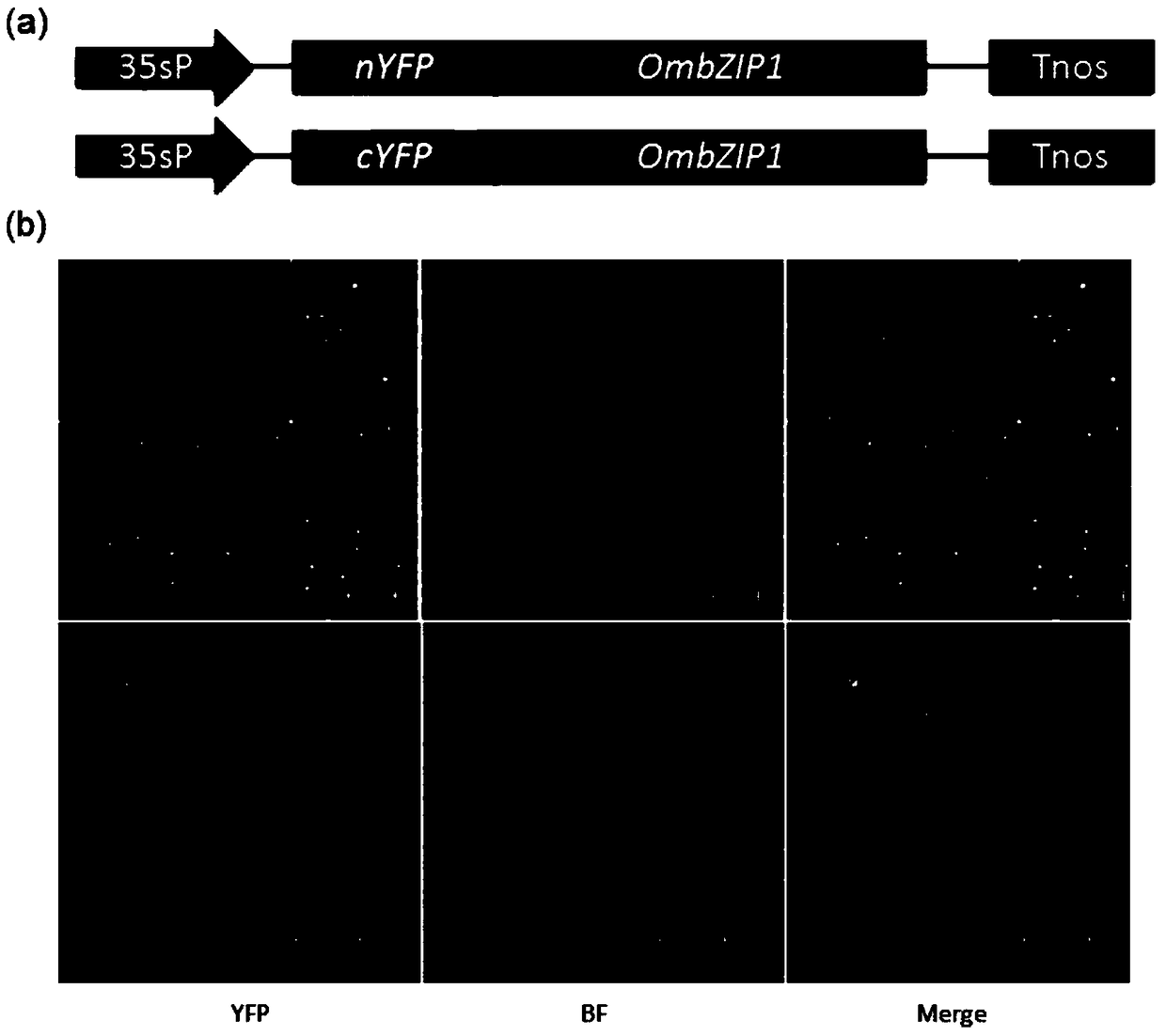 O. verruca bzip1 gene