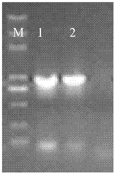 Relevant protein TaAOC for regulating and controlling cracking of plant anther as well as gene and application thereof