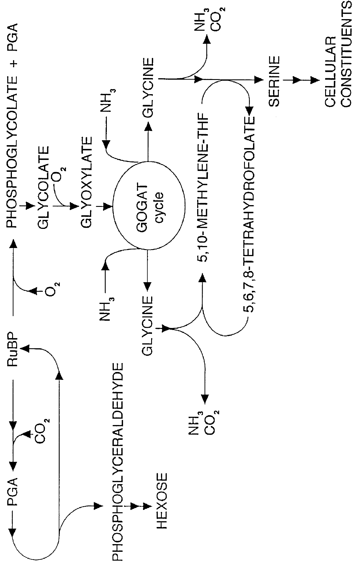 Methods and compositions for enhancing formyltetrahydropteroylpolyglutamate in plants