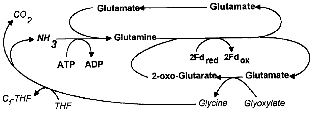 Methods and compositions for enhancing formyltetrahydropteroylpolyglutamate in plants