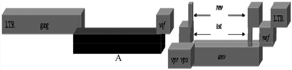 Recombinant immunodeficiency plasmid and virus and application thereof