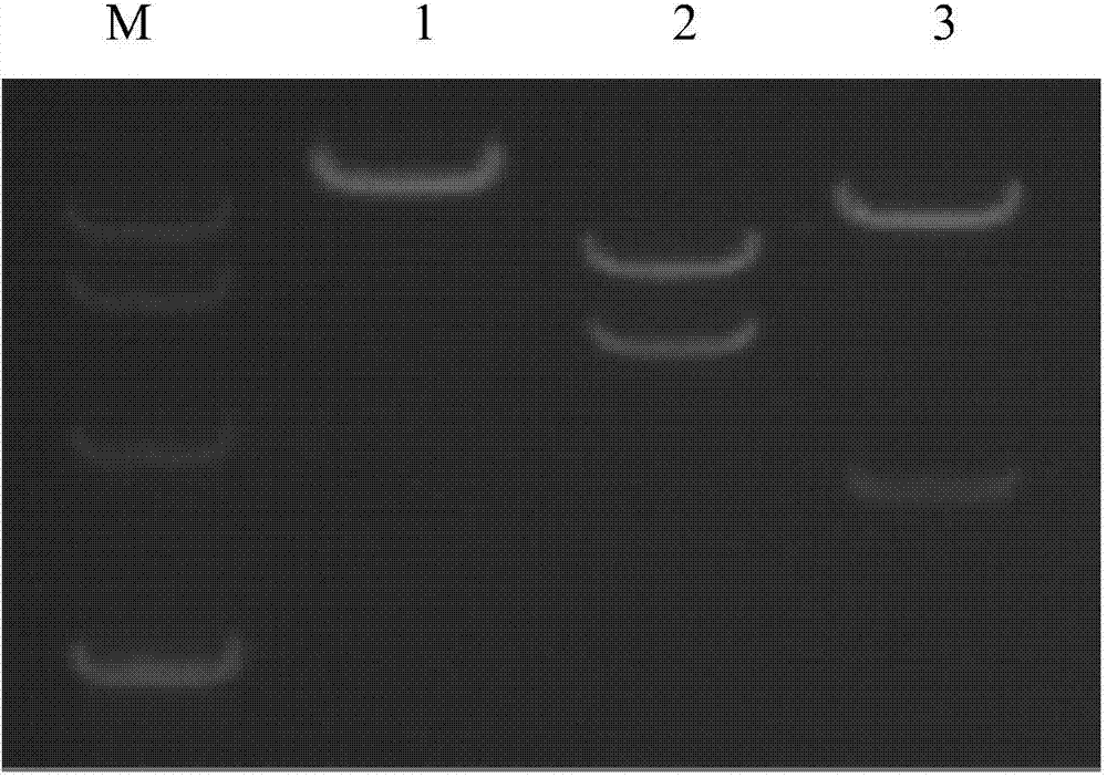 Recombinant immunodeficiency plasmid and virus and application thereof