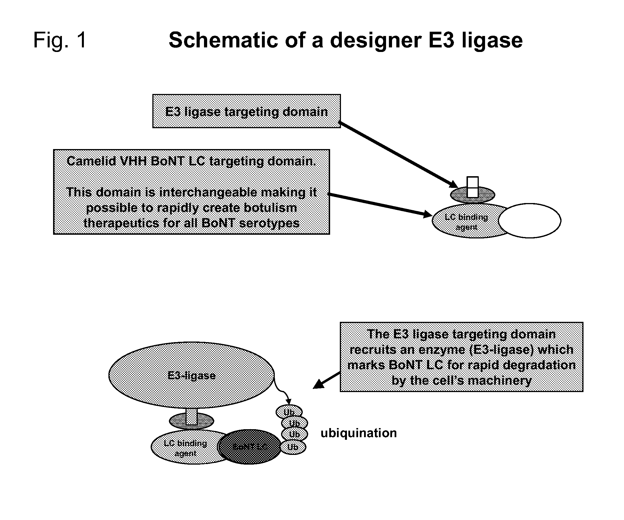 Designer Ubiquitin Ligases For Regulation Of Intracellular Pathogenic Proteins