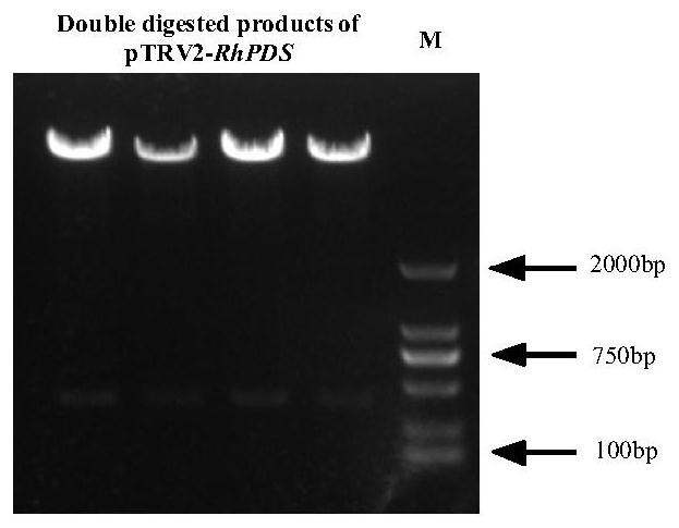 An optimized method for identifying the vigs silencing system of rose rhpds gene