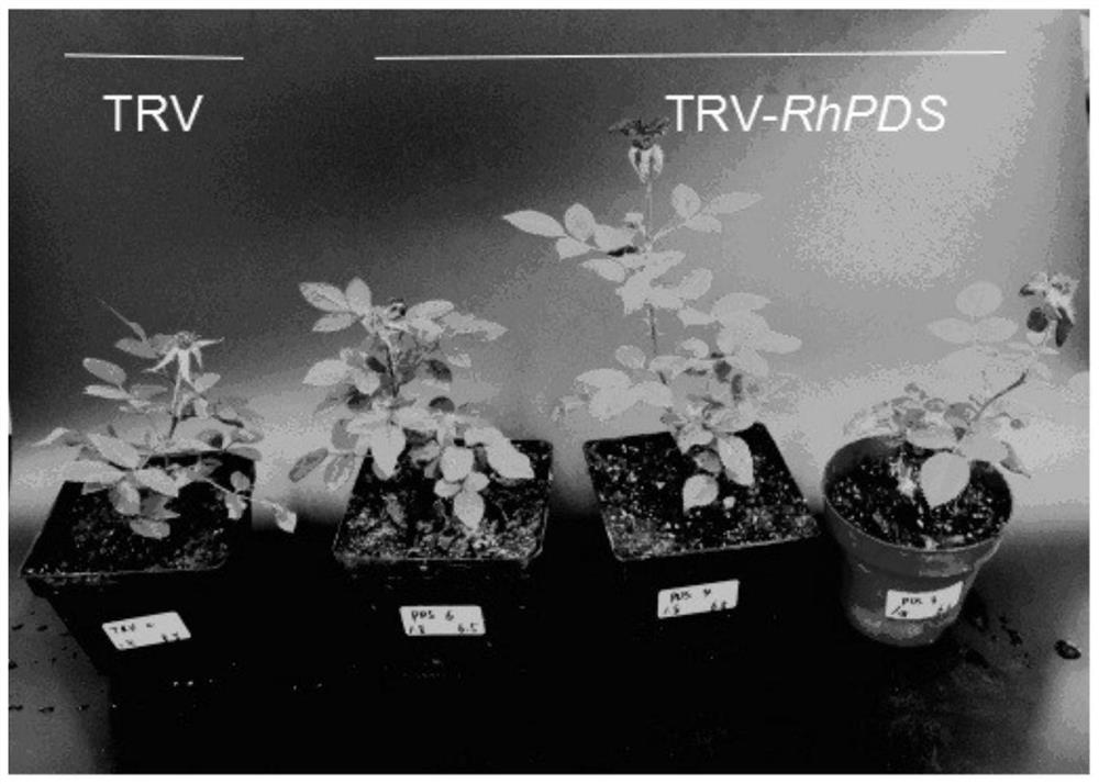 An optimized method for identifying the vigs silencing system of rose rhpds gene