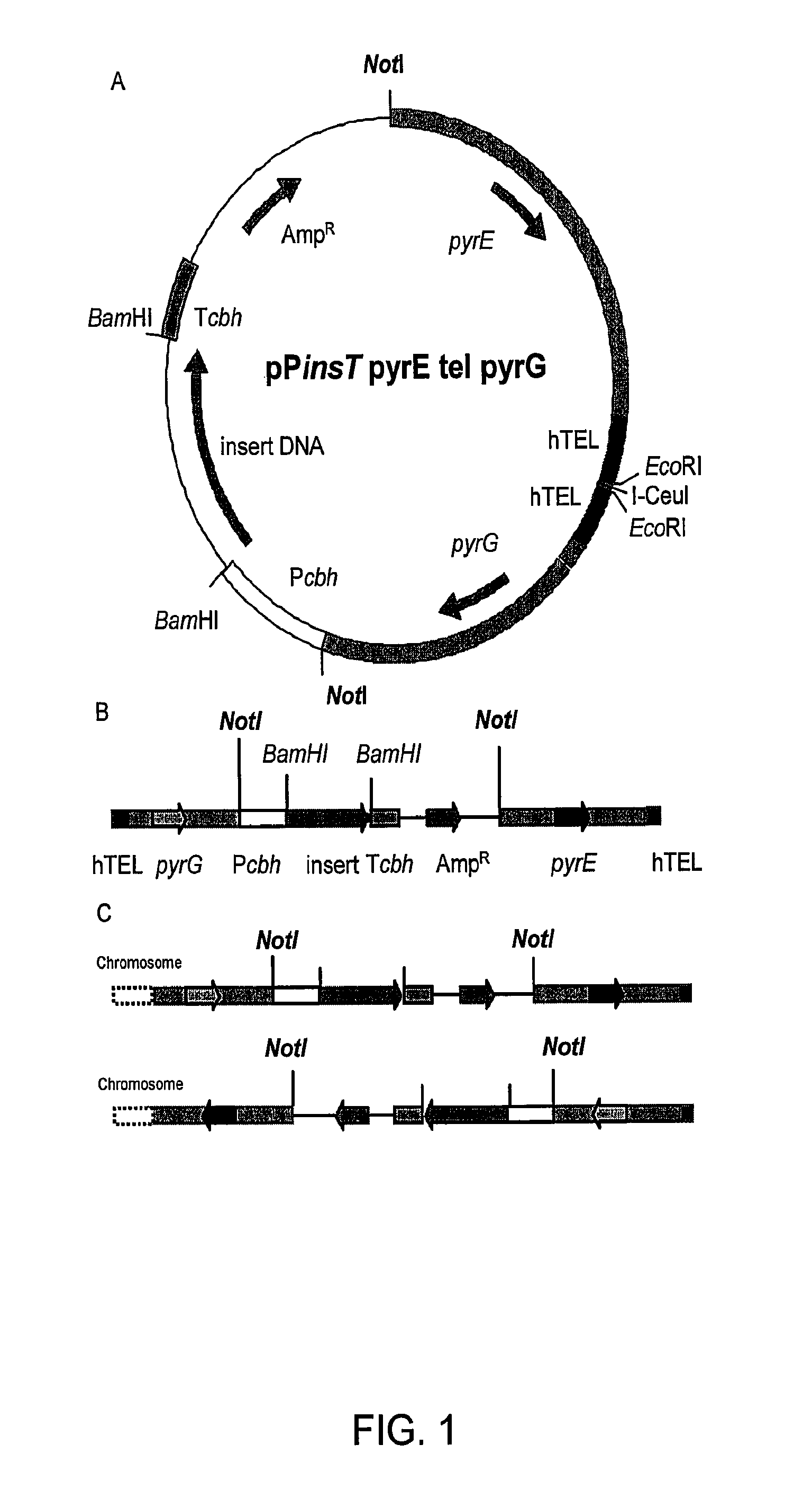 Expression and high-throughput screening of complex expressed DNA libraries in filamentous fungi