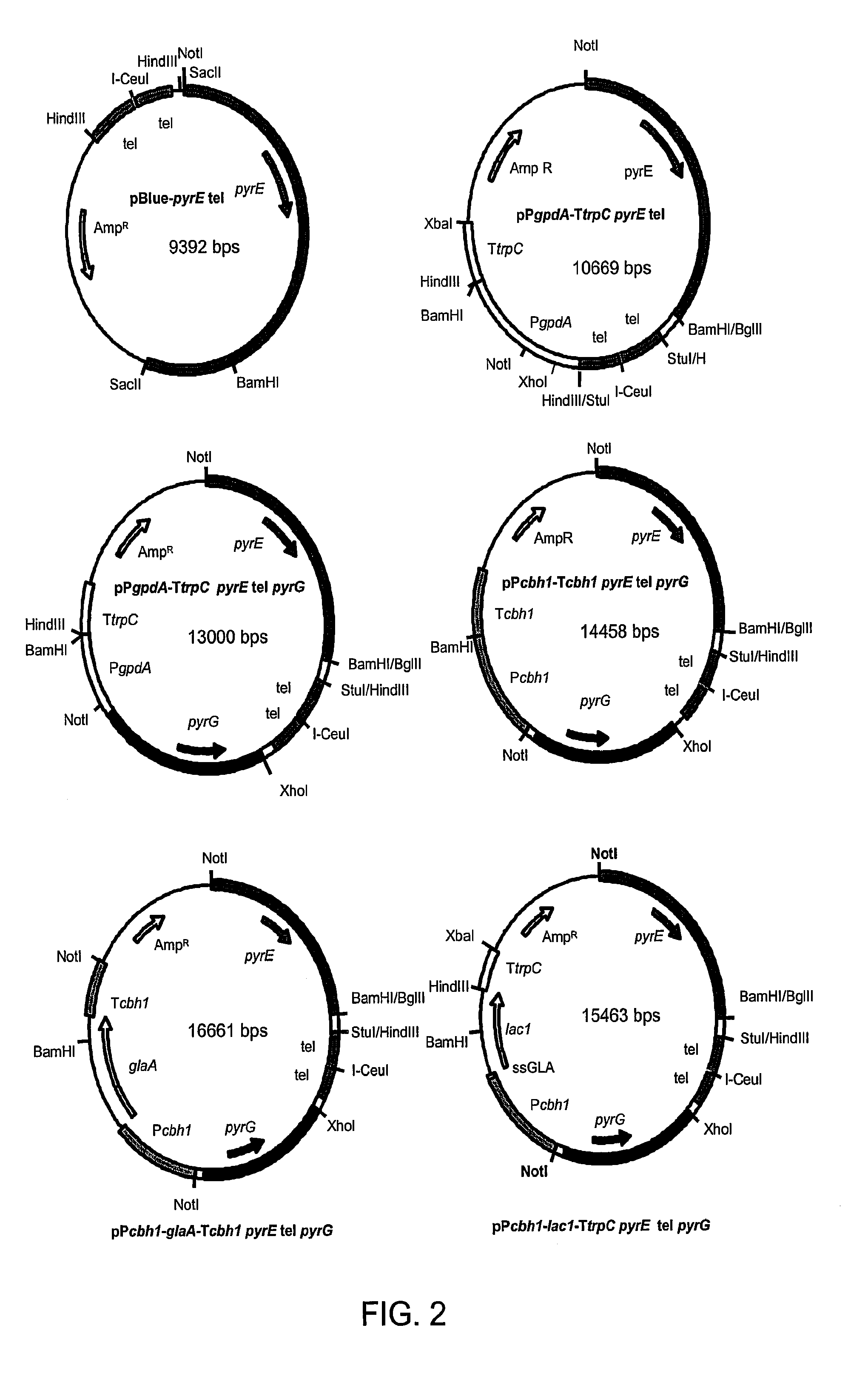 Expression and high-throughput screening of complex expressed DNA libraries in filamentous fungi